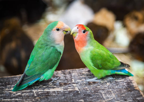 Символы любви и верности: 15 животных, которые образуют пару раз и на всю жизнь