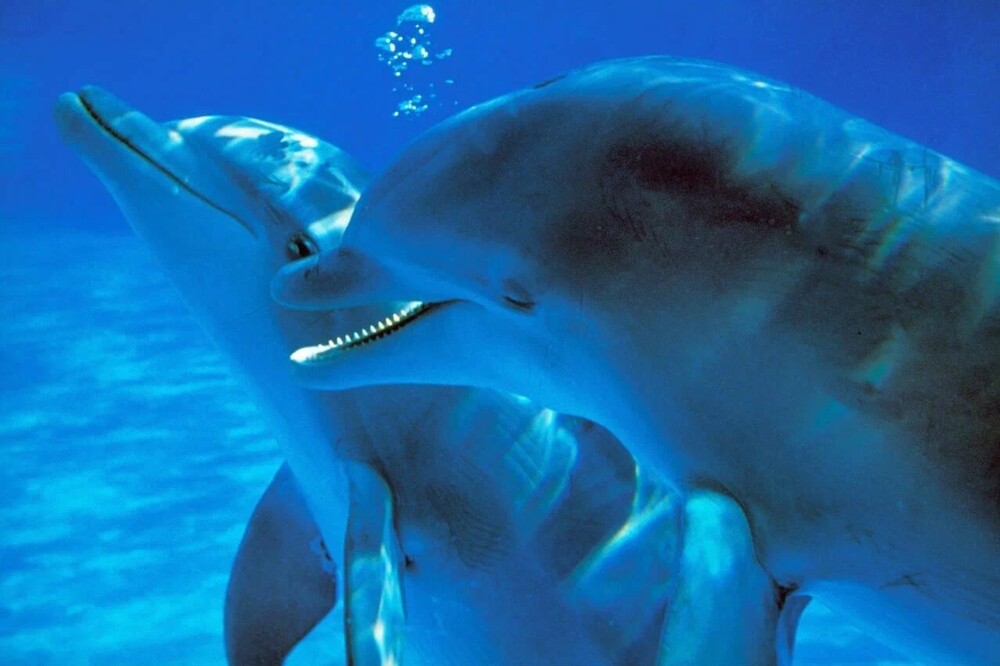 Чем может удивить дельфин: 8 интересных фактов из жизни добродушного интеллектуала