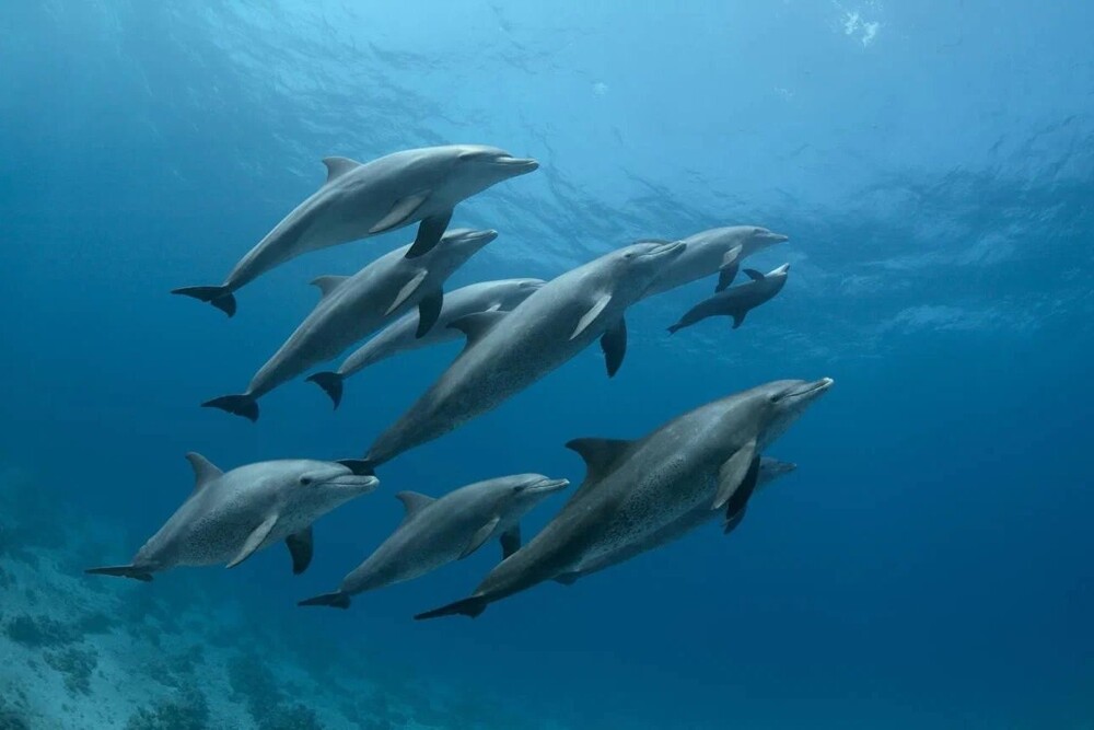 Чем может удивить дельфин: 8 интересных фактов из жизни добродушного интеллектуала