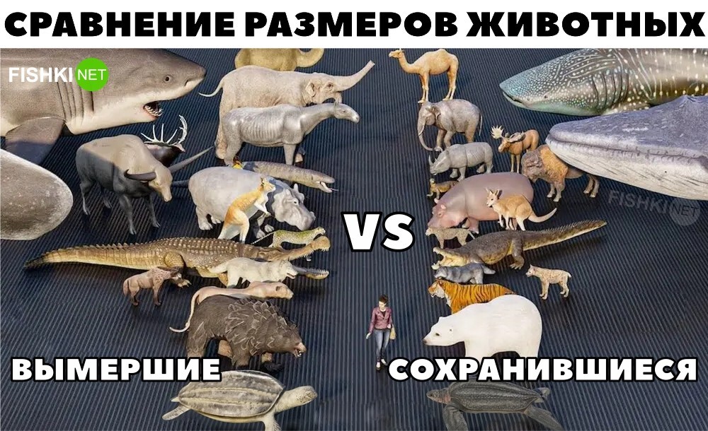 Сравнение размеров вымерших животных с размером их потомков в захватывающей анимации
