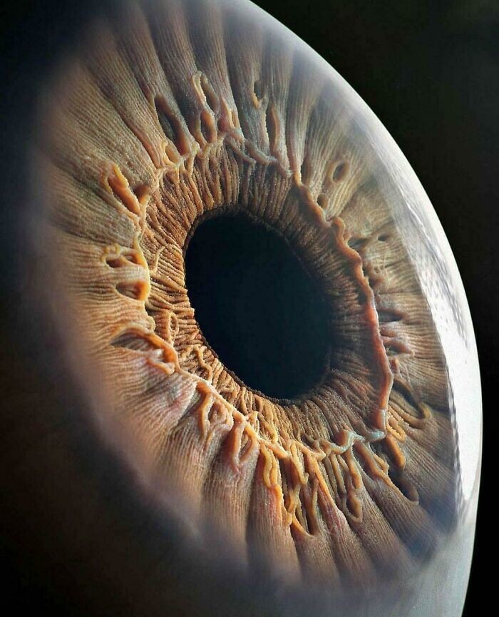 9. Человеческий глаз