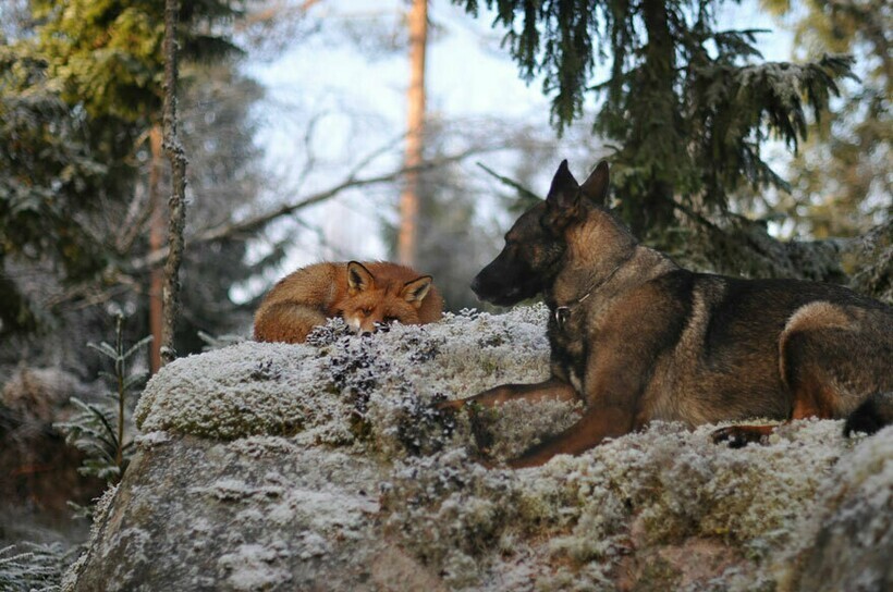 Удивительная дружба лисенка и собаки