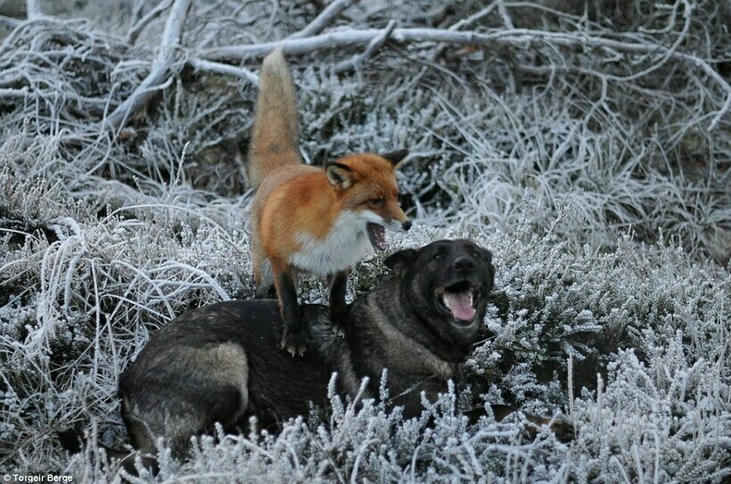 Удивительная дружба лисенка и собаки