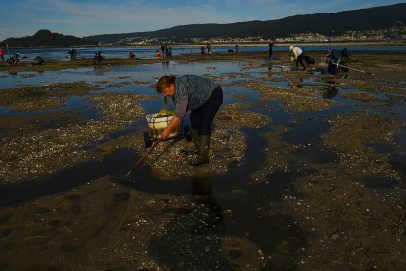Как испанские "морские крестьяне" добывают моллюсков