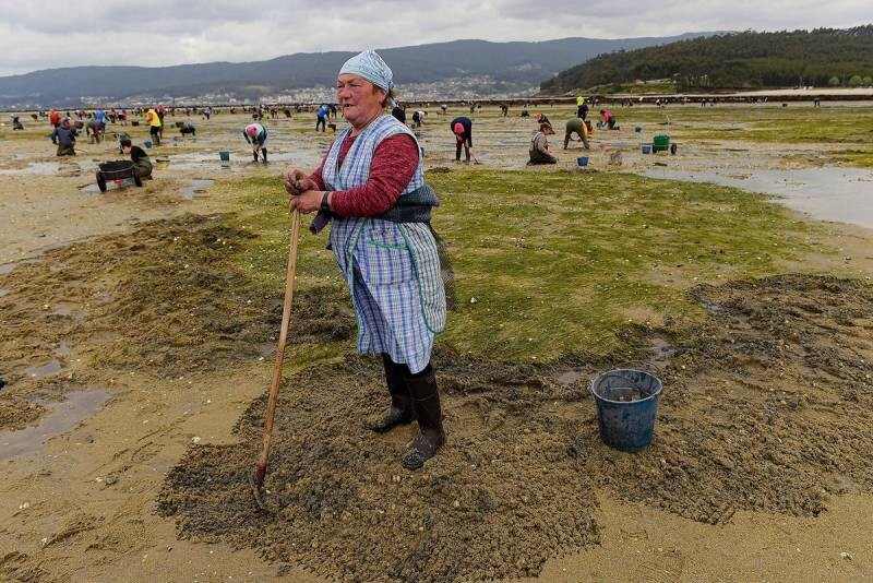Как испанские "морские крестьяне" добывают моллюсков