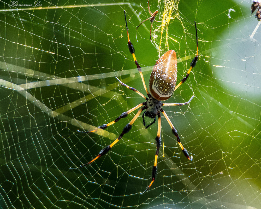 Мадагаскарская нефила: Этот паук прядёт золотые нити. Квадратный метр ткани из такой паутины стоит 500 тысяч долларов. За что такие деньги?