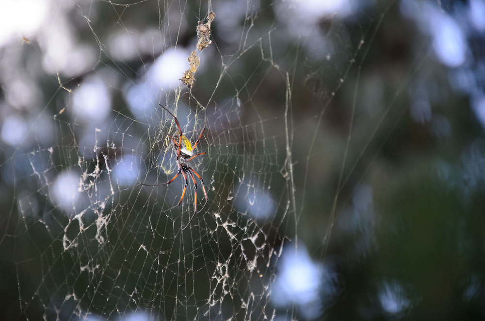 Мадагаскарская нефила: Этот паук прядёт золотые нити. Квадратный метр ткани из такой паутины стоит 500 тысяч долларов. За что такие деньги?