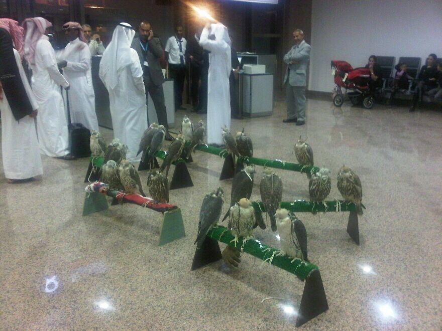 17. "Увидели это в аэропорту Марокко. Ребята пытались купить места на самолёт в Швейцарию для своих соколов"