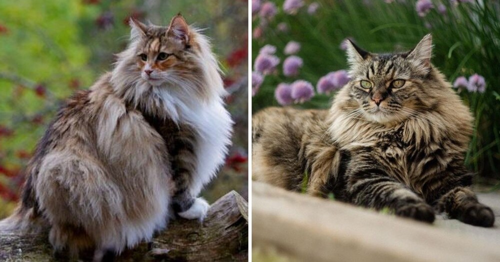 12 пар породистых кошек, которые люди постоянно путают друг с другом