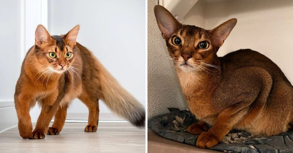 12 пар породистых кошек, которые люди постоянно путают друг с другом
