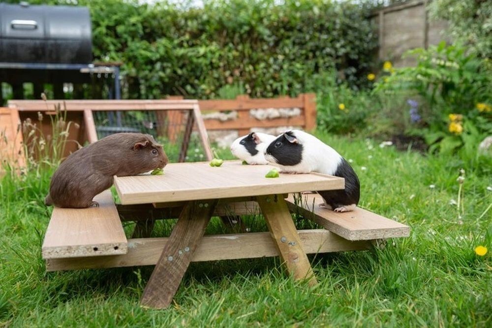 «Мой папа сделал свинкам стол для пикника»