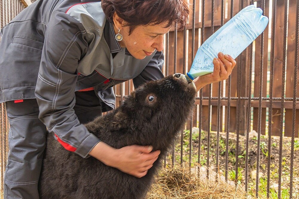 Детёныш овцебыка, которого спасли в мае на Таймыре, оказался жизнерадостной самкой