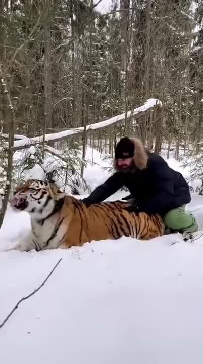 Когда ты один из самых опасных хищников, но любишь массаж 