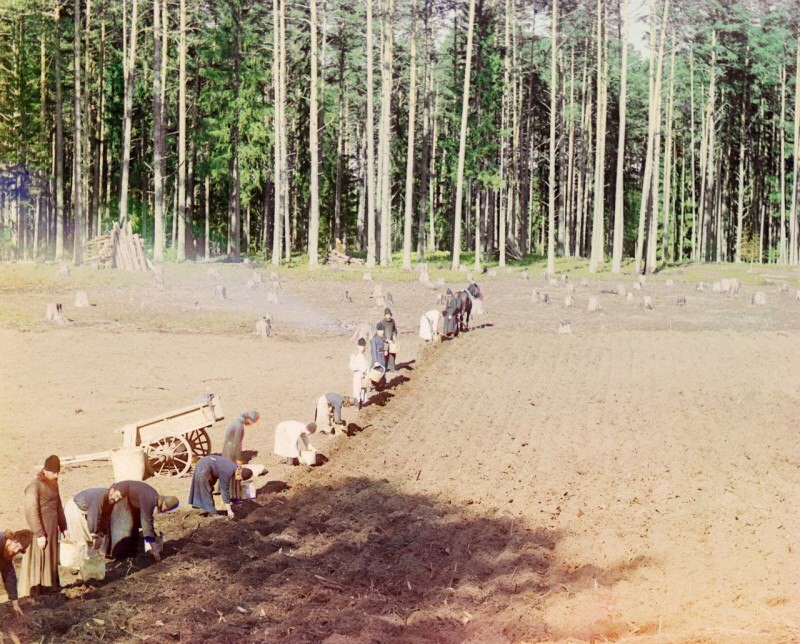 Монахи Гефсиманского монастыря на посадке картошки, рядом с озером Селигер. Российская империя, 1910 год