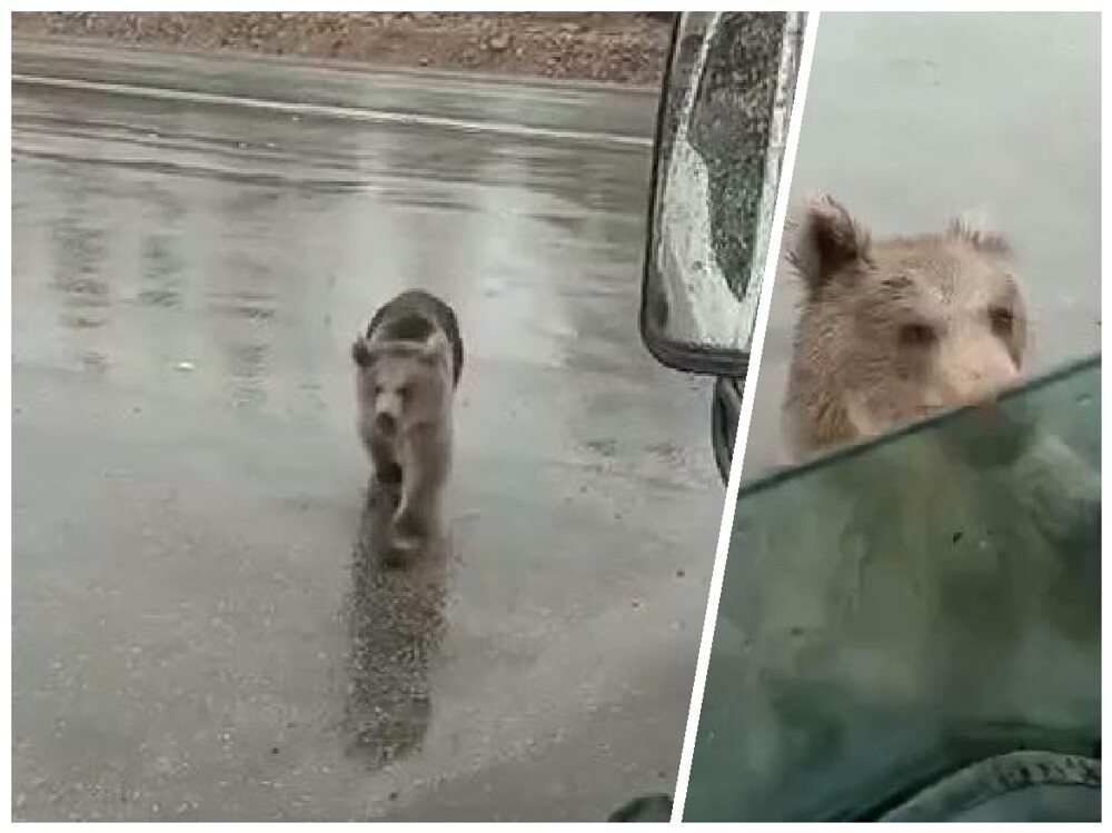 «Че ты там нашел? Иди отсюда!»: медведь пытался залезть в автомобиль на трассе в Якутии