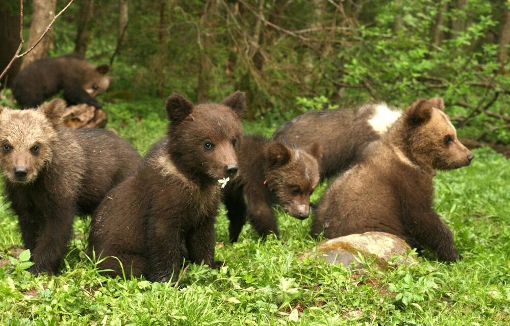 На протяжении 20 лет эта семья помогает медведям: они спасли более 200 животных