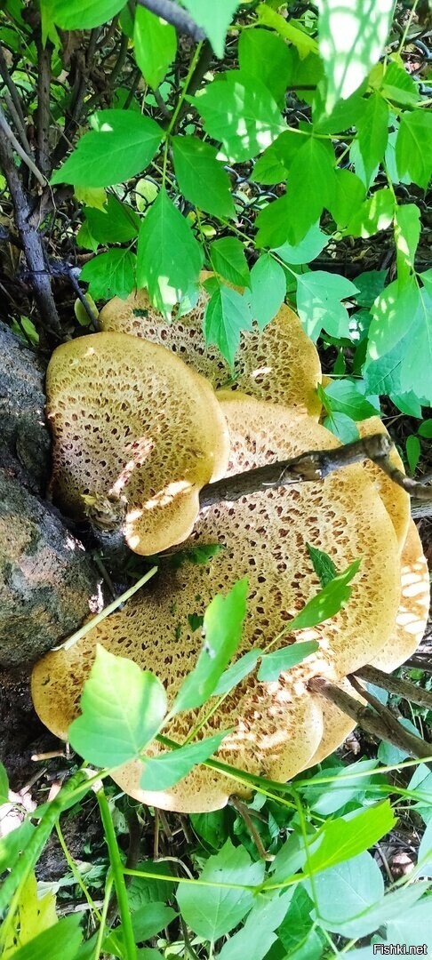 Московские грибы