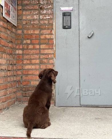 Пёс защищал пьяного хозяина от полицейских, которые грузили его в «бобик»
