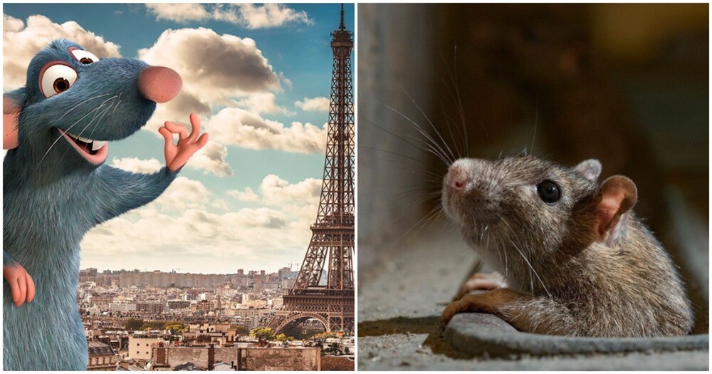 Мэр Парижа призвала парижан научиться сосуществовать с крысами