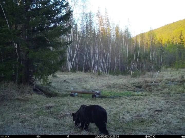 В Якутии медведь искал еду и устроил погром в избушке госинспектора