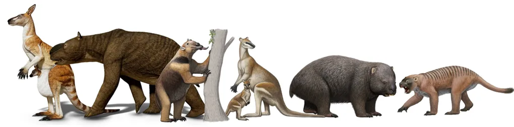 Первые австралийцы жили среди громадных ящеров и гигантских кенгуру