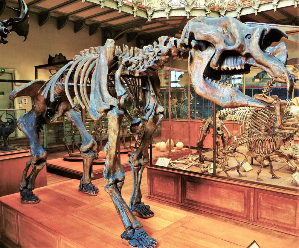 Первые австралийцы жили среди громадных ящеров и гигантских кенгуру