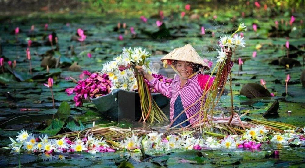 Зачем вьетнамцы собирают водяные лилии