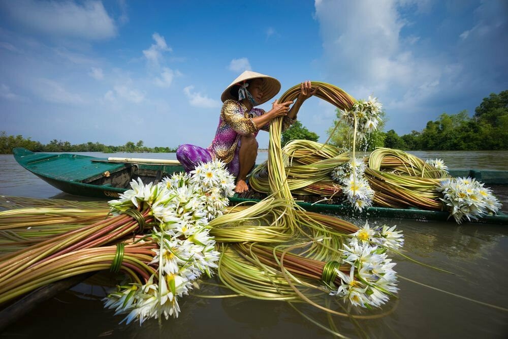 Зачем вьетнамцы собирают водяные лилии