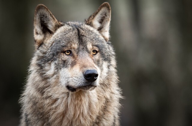 В Московском зоопарке поселился волк, спасенный от перекупщиков