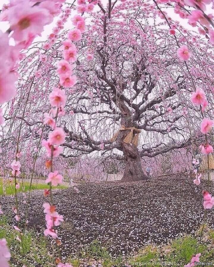 200-year-old cherry tree in Japan