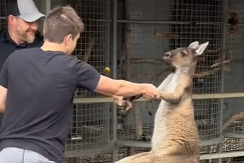Кенгуру попытался подраться с посетителями зоопарка