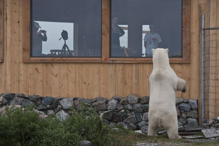 Канадский город, в котором белых медведей сажают за решётку за провинности