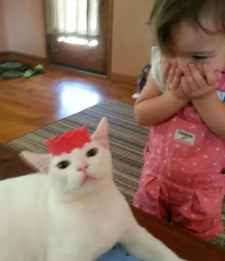 «Моя дочь очень хотела сделать кошку принцессой»