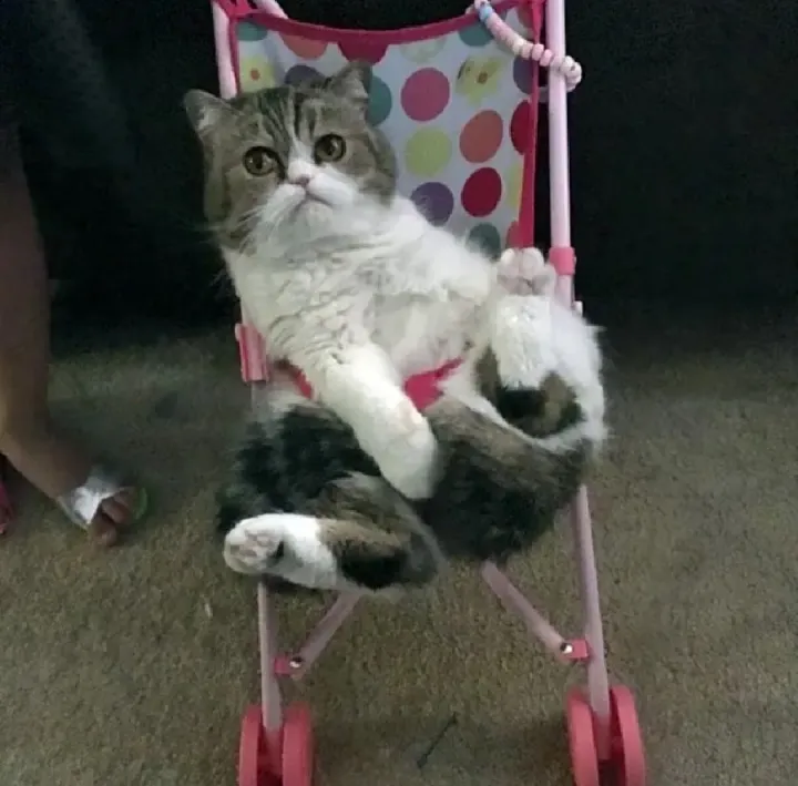 «Моя дочь любит катать нашу кошку в коляске. Да, она пристегнута»
