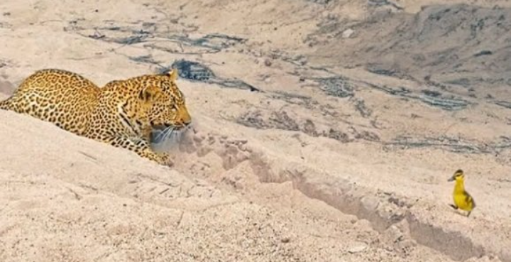 Гусенок попал в пасть леопарда и умудрился выжить