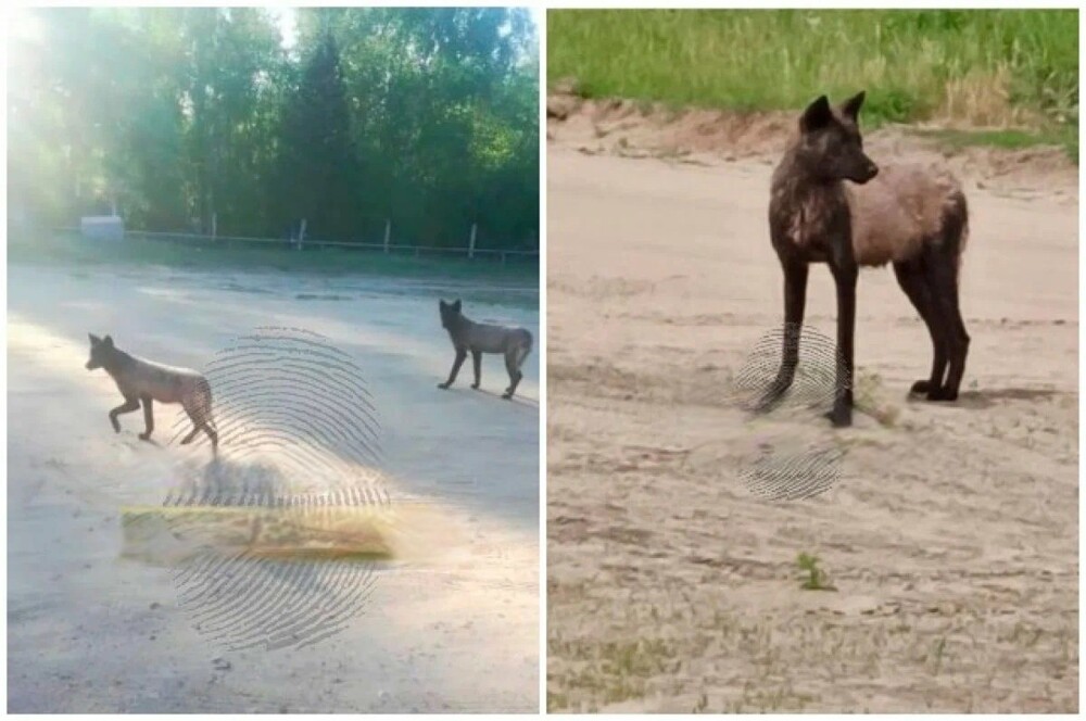 Волки терроризируют жителей поселка Сузун в Новосибирской области