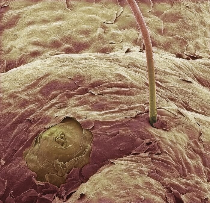 Биолог показал как выглядят ткани человеческого тела, если посмотреть на них с помощью  микроскопа