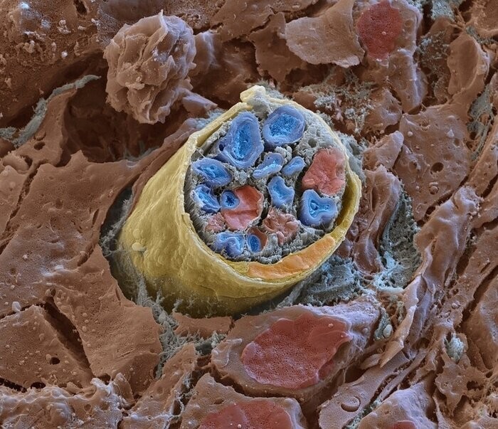 Биолог показал как выглядят ткани человеческого тела, если посмотреть на них с помощью  микроскопа