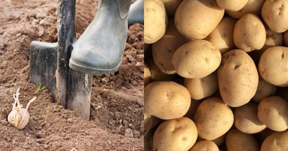 Иркутянин сбежал из тубдиспансера, чтобы посадить картошку