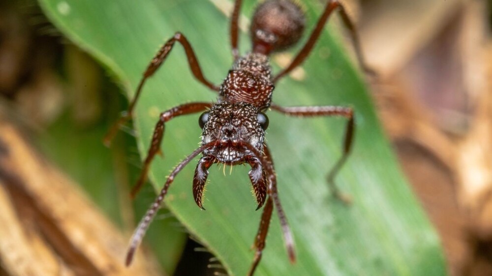 Учёные назвали виды муравьёв, чей укус поражает нервные клетки