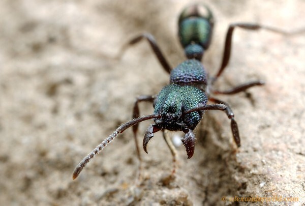 Учёные назвали виды муравьёв, чей укус поражает нервные клетки