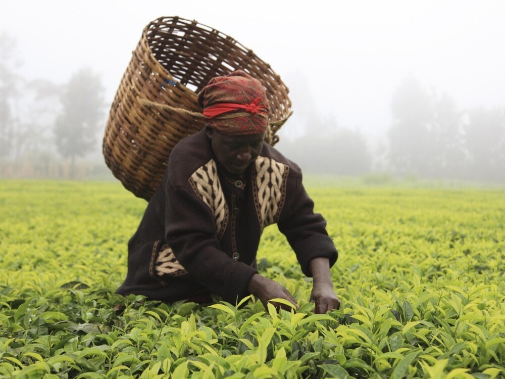 Африканские сборщики чая ломают роботов, которые вскоре заменят их на плантациях