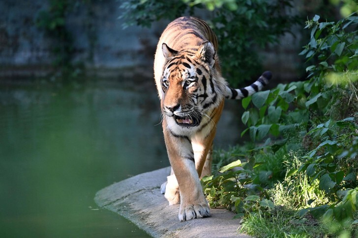Амурский тигр улыбается фотографу