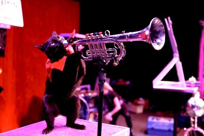 В США есть рок-группа музыкантами в которой являются... котики