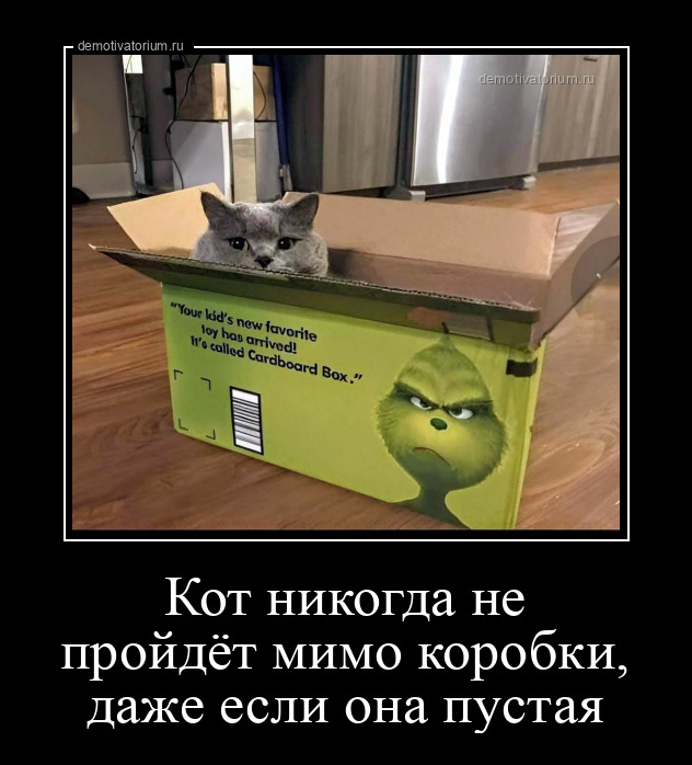 Кот никогда не пройдёт мимо коробки, даже если она пустая