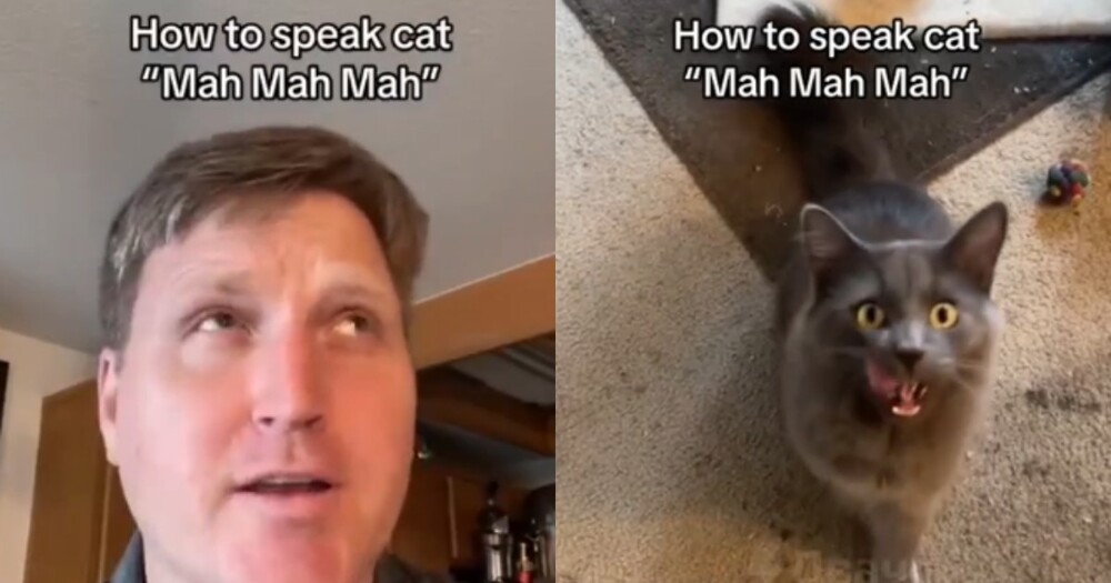 Мужчина утверждает, что разгадал кошачий язык, и пользователи решили проверить его советы на практике