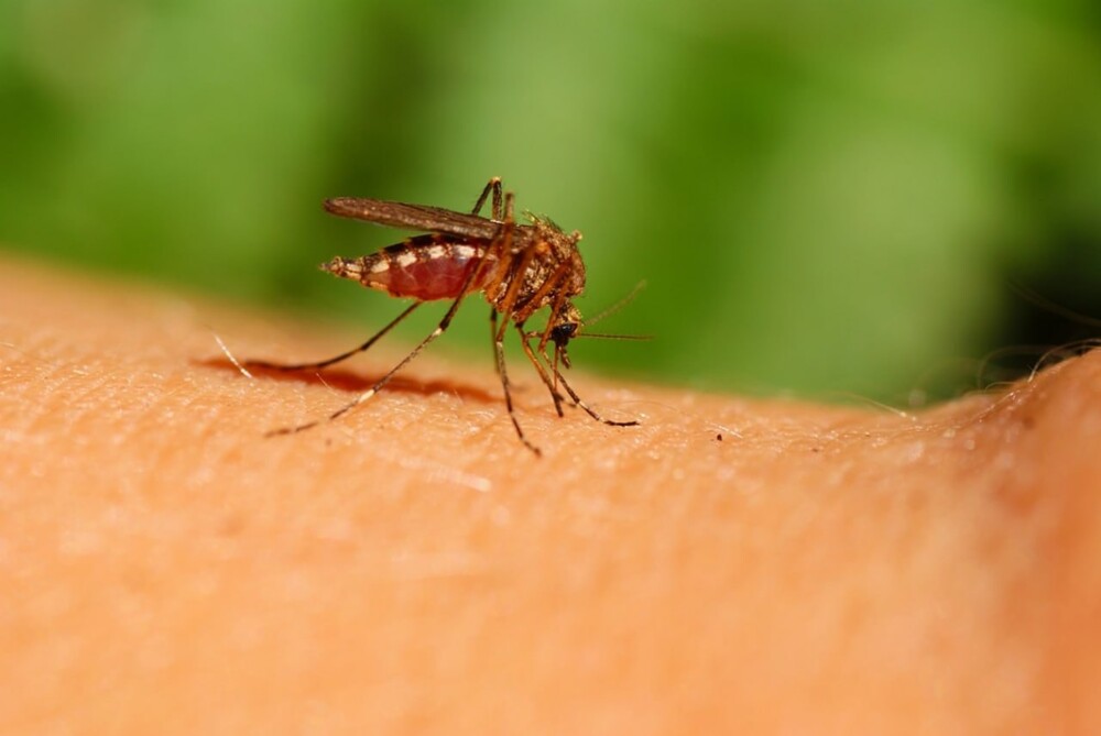 В Минобороны РФ сообщили, что США планируют доставлять комаров с помощью беспилотников, чтобы заражать военнослужащих противника. Как комары будут определять, кто свой, а кто противник?
