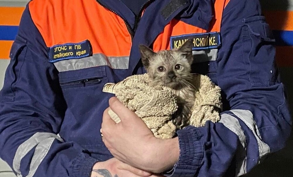 Пожарный на Алтае спас тонувшего в канализации котенка и забрал его домой