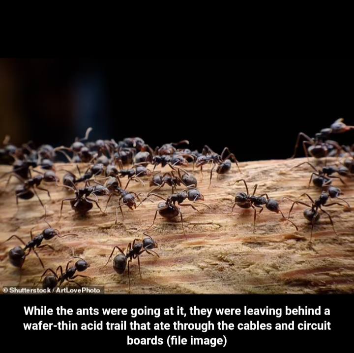 Любвеобильные муравьи отключили интернет в Германии