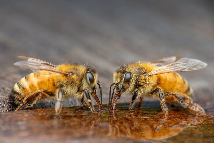 20. Пчёлы получают удовольствие от игры. К такому выводу пришли учёные, которые поместили их в ящик с несколькими деревянными шариками. Пчёлы начали играть, перекатывая шары туда-сюда